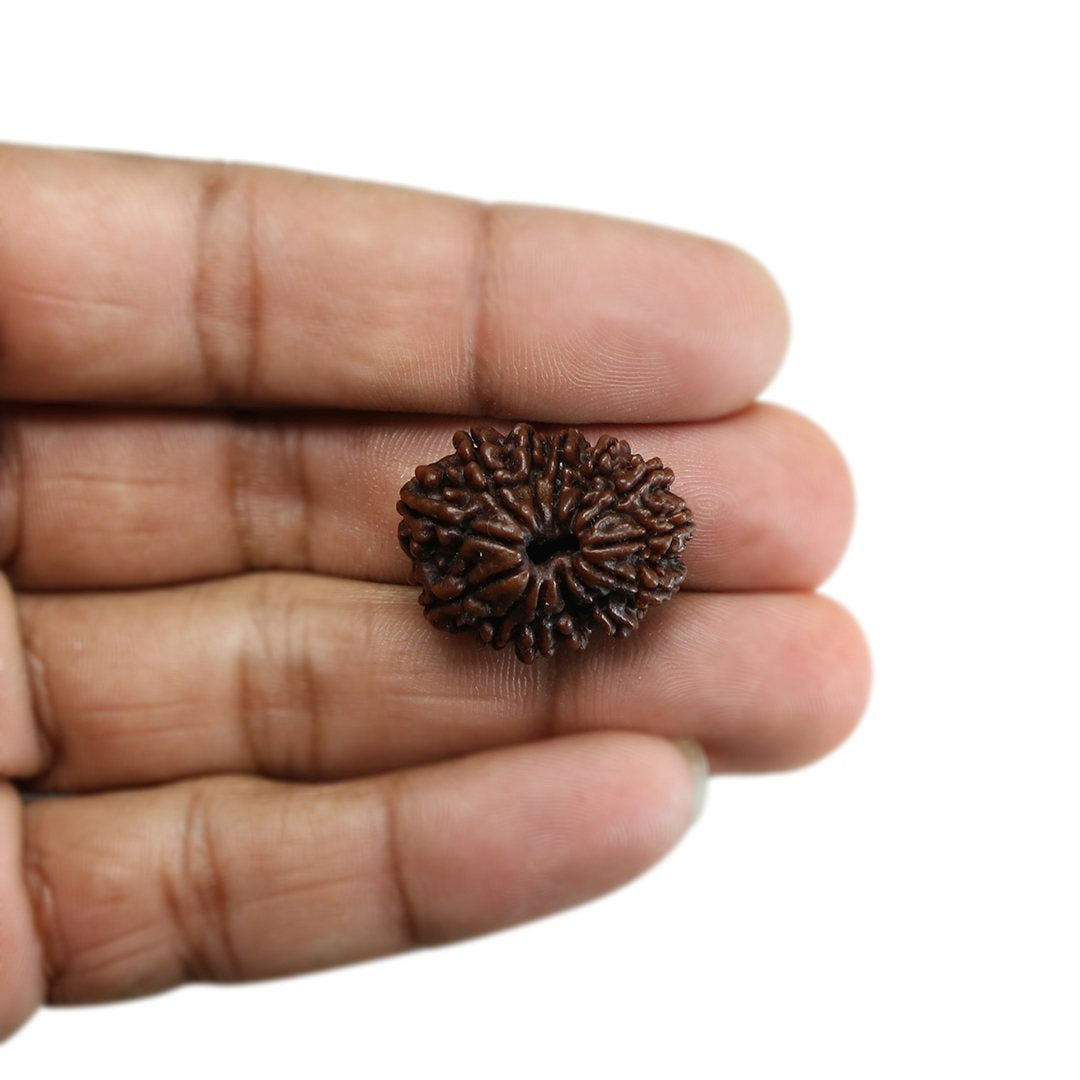 13 Mukhi Rudraksha (Nepal) 25.11 MM
