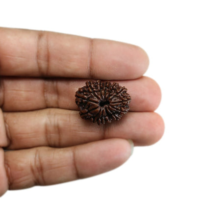 13 Mukhi Rudraksha (Nepal) 25.11 MM