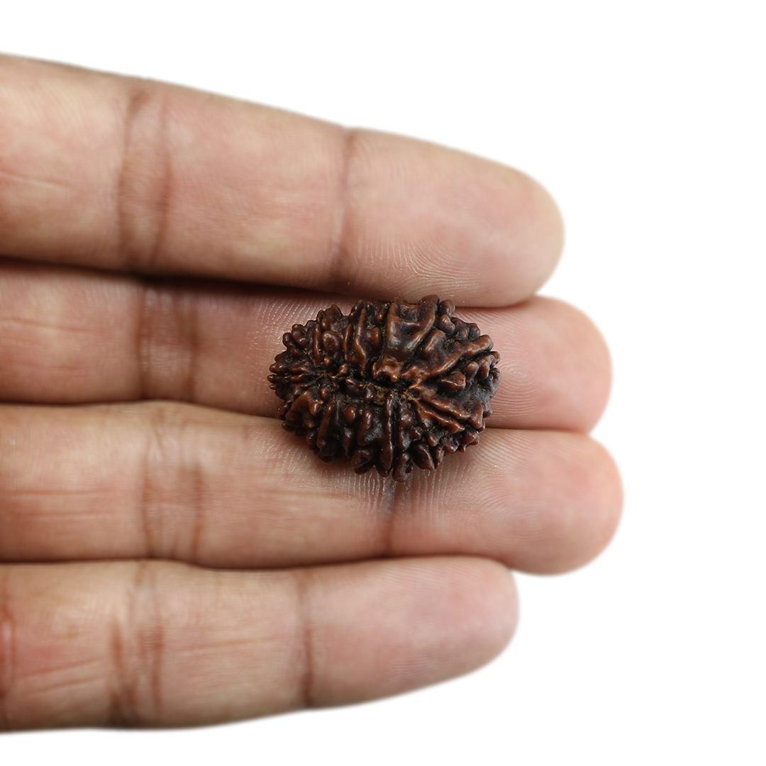 13 Mukhi Rudraksha (Nepal) 25.11 MM