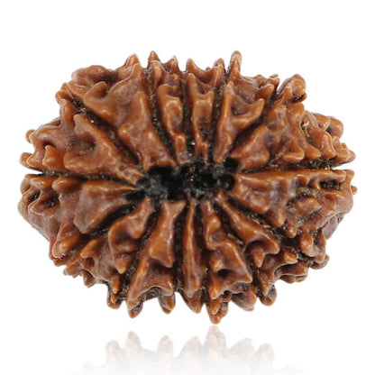 13 Mukhi Rudraksha (Nepal) 24.13 MM