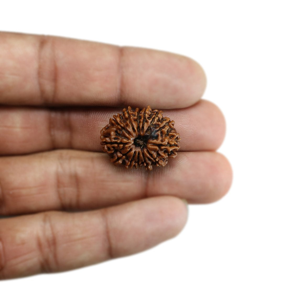 13 Mukhi Rudraksha (Nepal) 24.13 MM