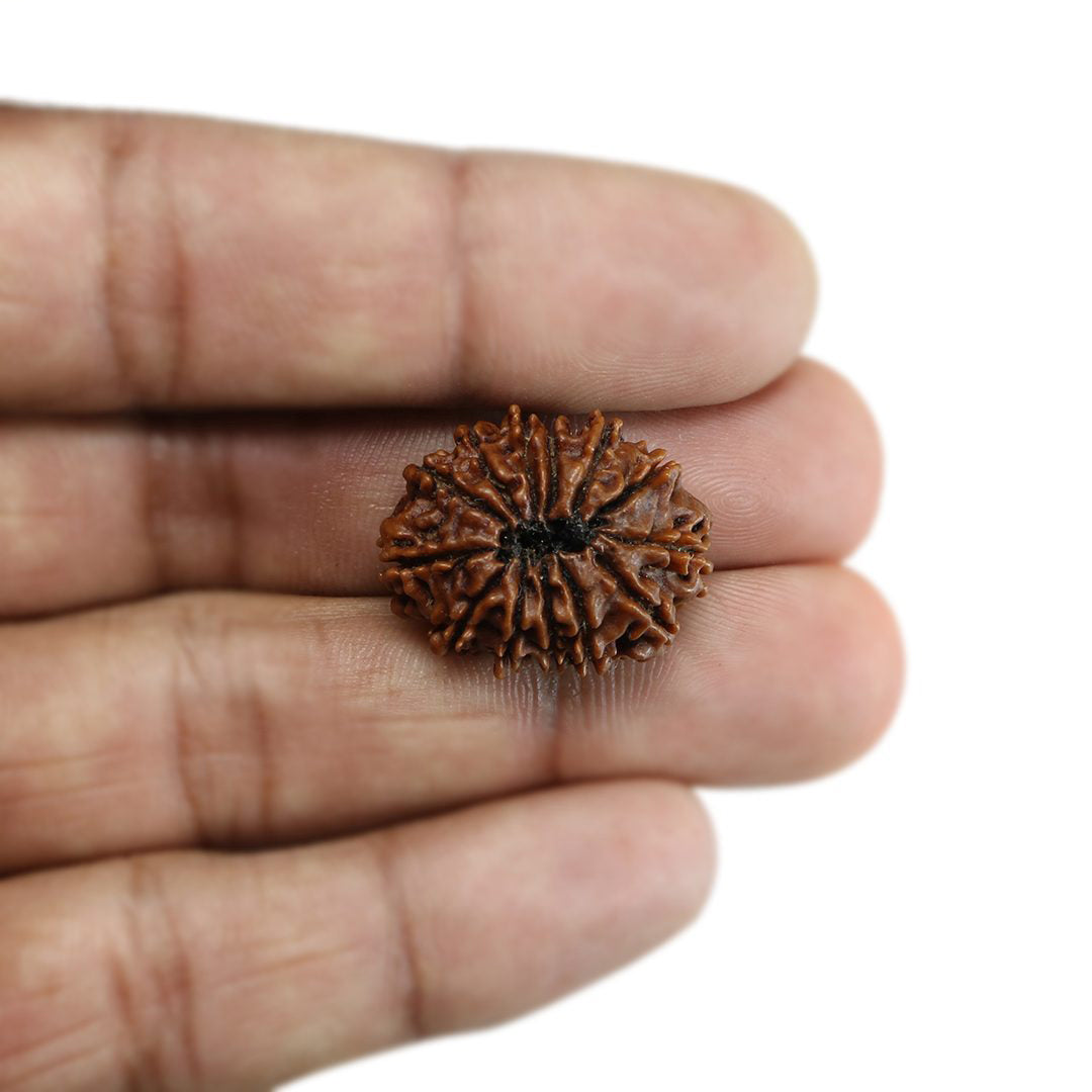 13 Mukhi Rudraksha (Nepal) 24.13 MM