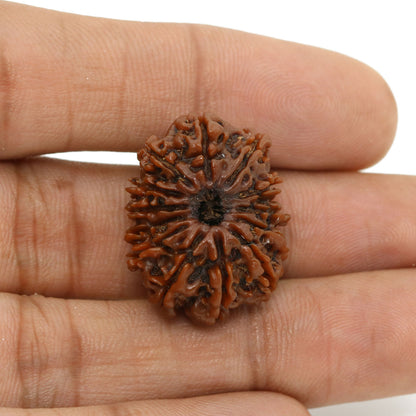 13 Mukhi Rudraksha (Nepal) 25.16 MM