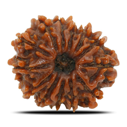 13 Mukhi Rudraksha (Nepal) 23.69 MM