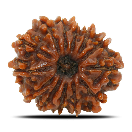 13 Mukhi Rudraksha (Nepal) 23.69 MM