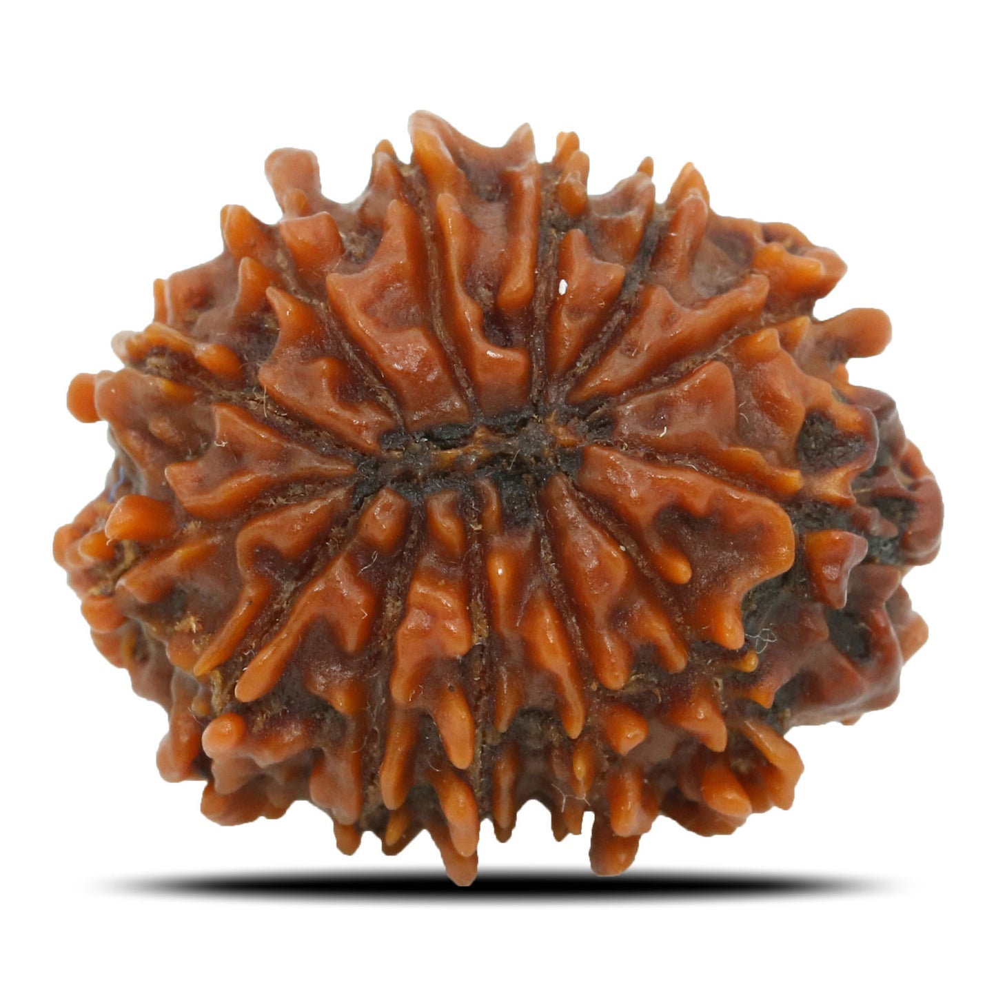 13 Mukhi Rudraksha (Nepal) 23.69 MM
