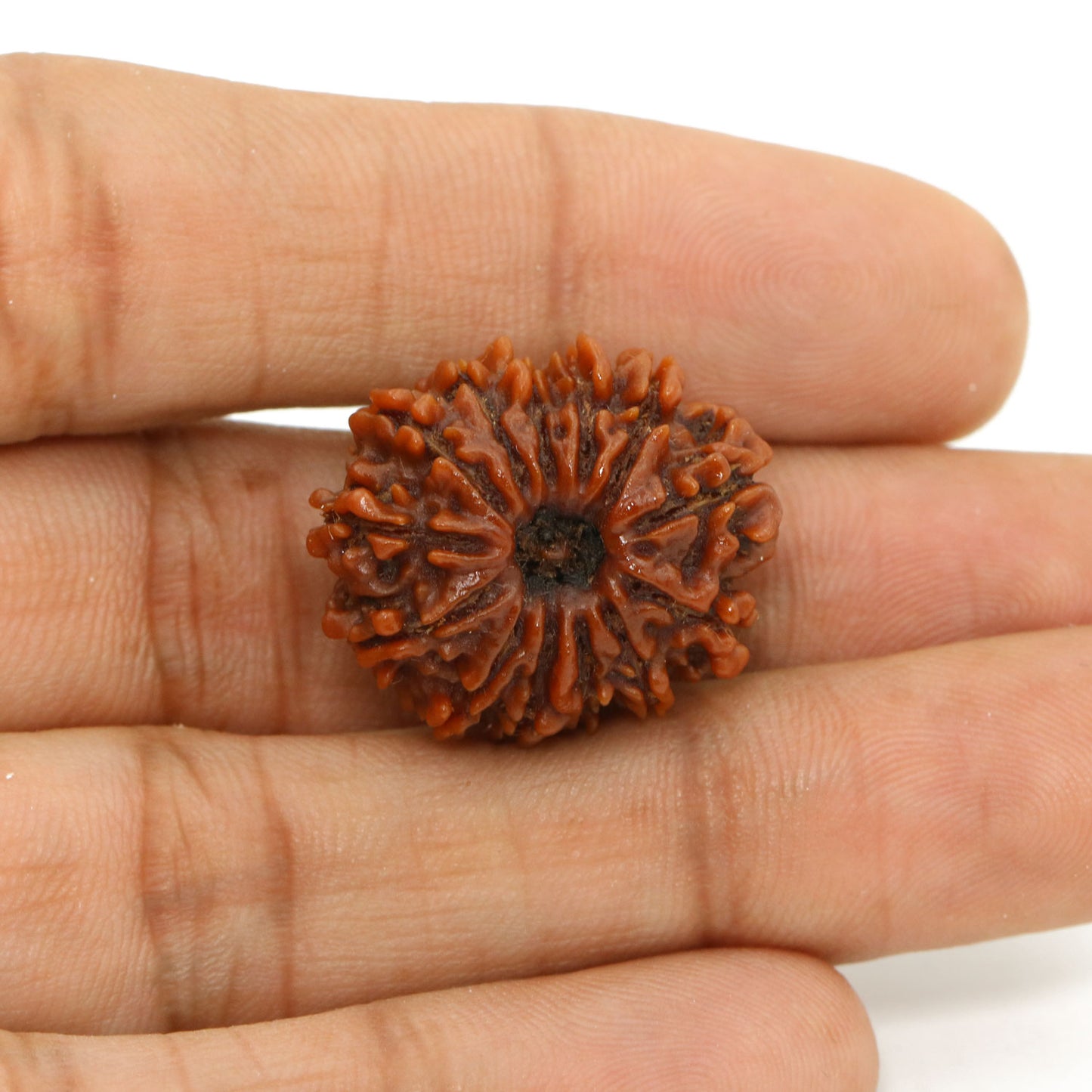 13 Mukhi Rudraksha (Nepal) 23.69 MM