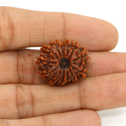 13 Mukhi Rudraksha (Nepal) 23.69 MM