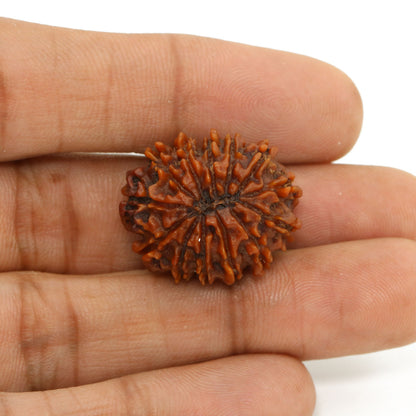 13 Mukhi Rudraksha (Nepal) 23.69 MM