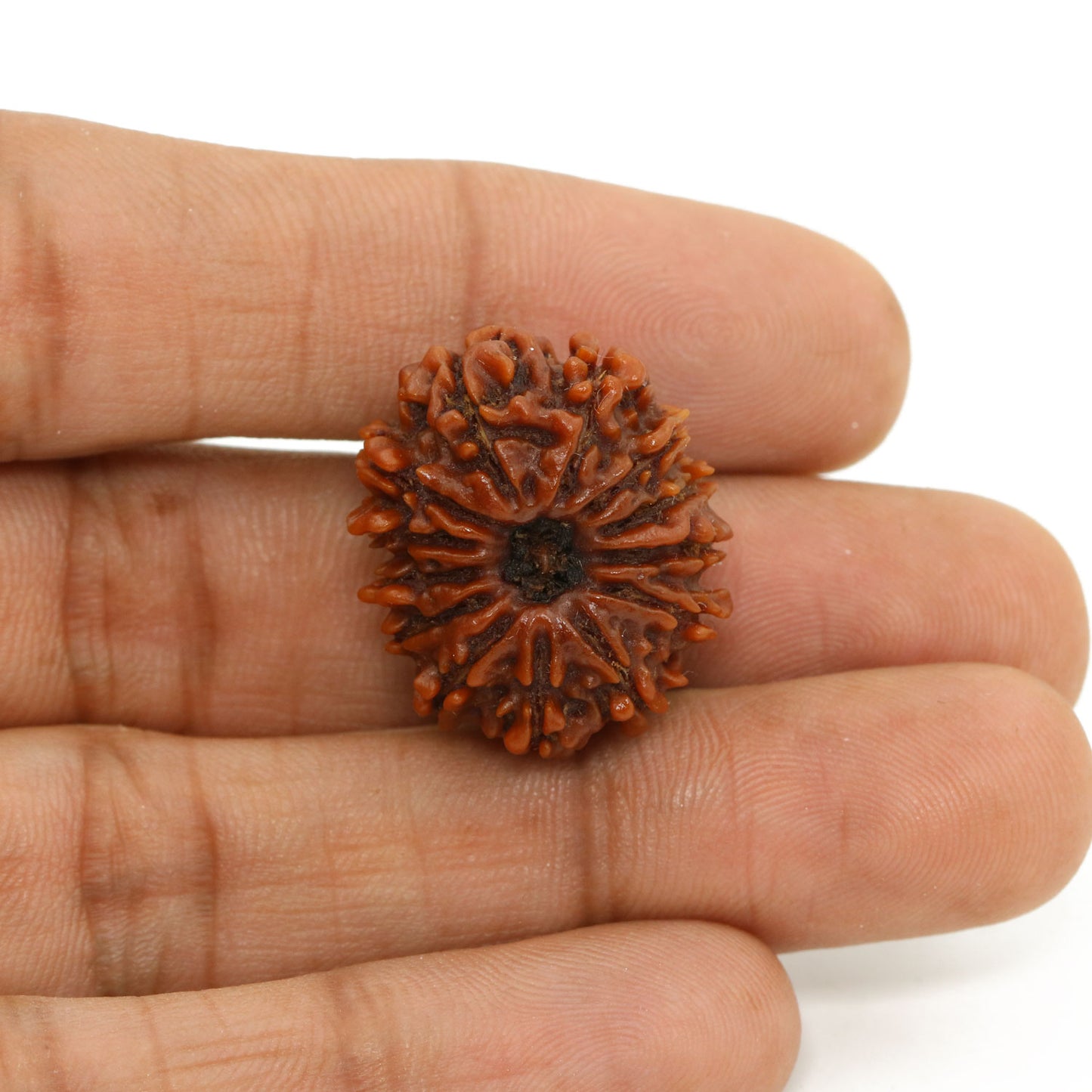13 Mukhi Rudraksha (Nepal) 23.69 MM
