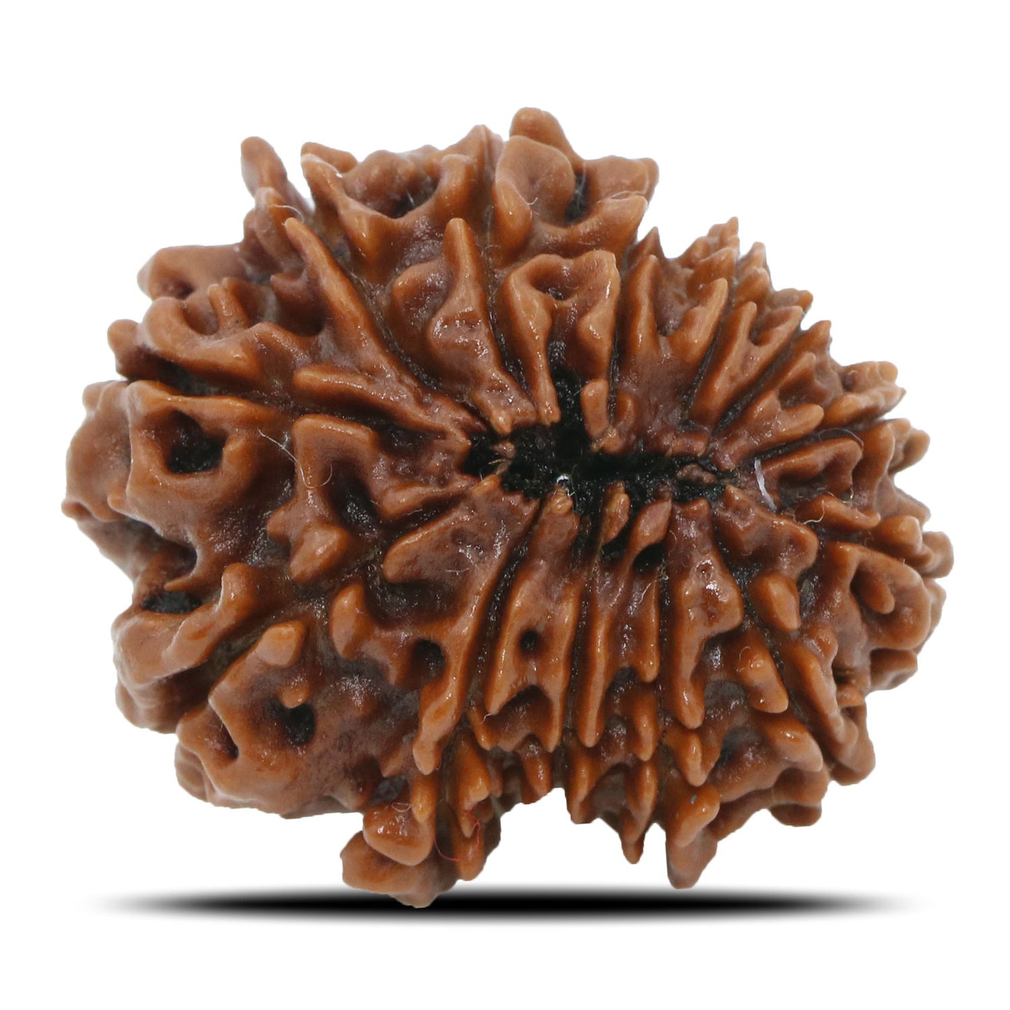 13 Mukhi Rudraksha (Nepal) 24.29 MM
