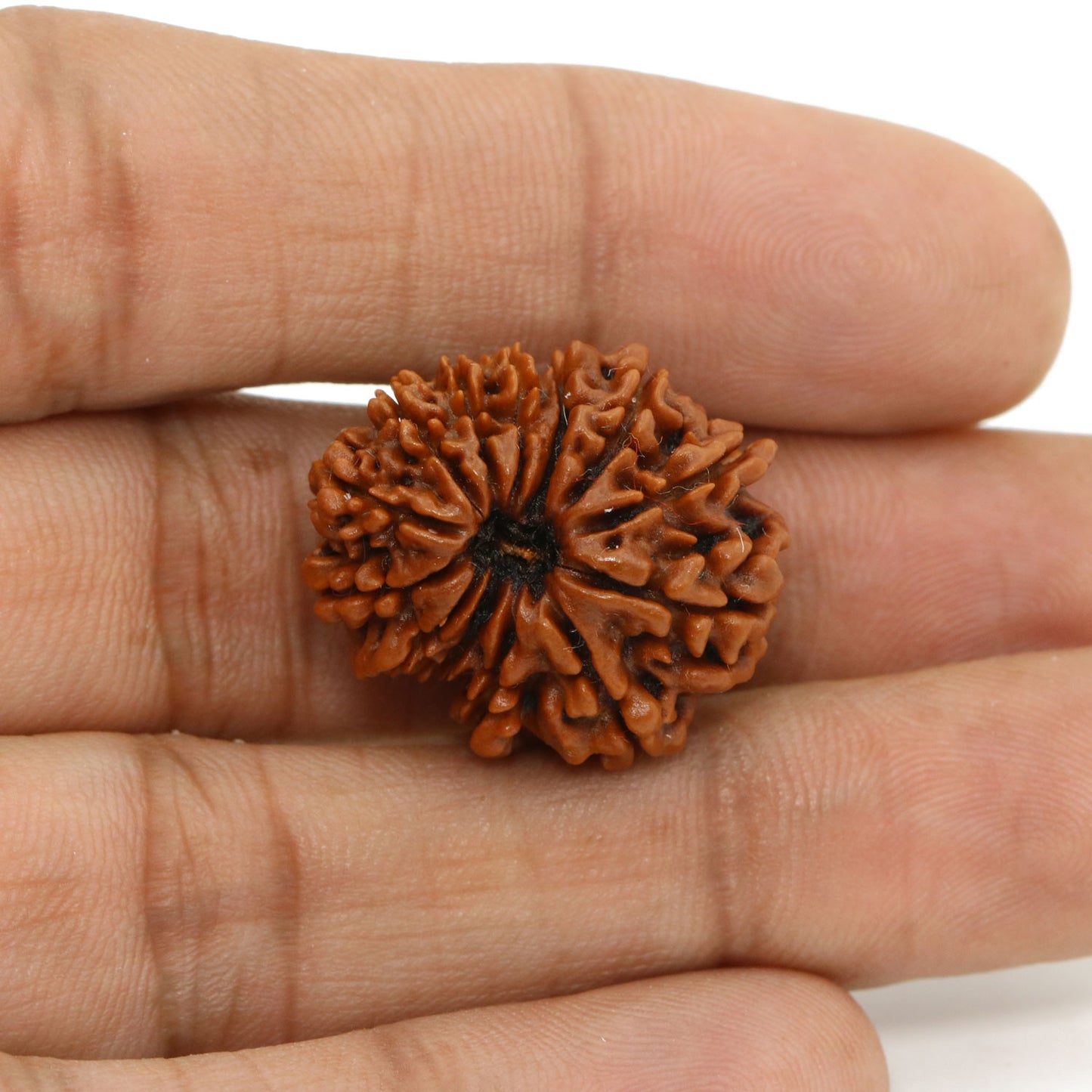 13 Mukhi Rudraksha (Nepal) 24.29 MM