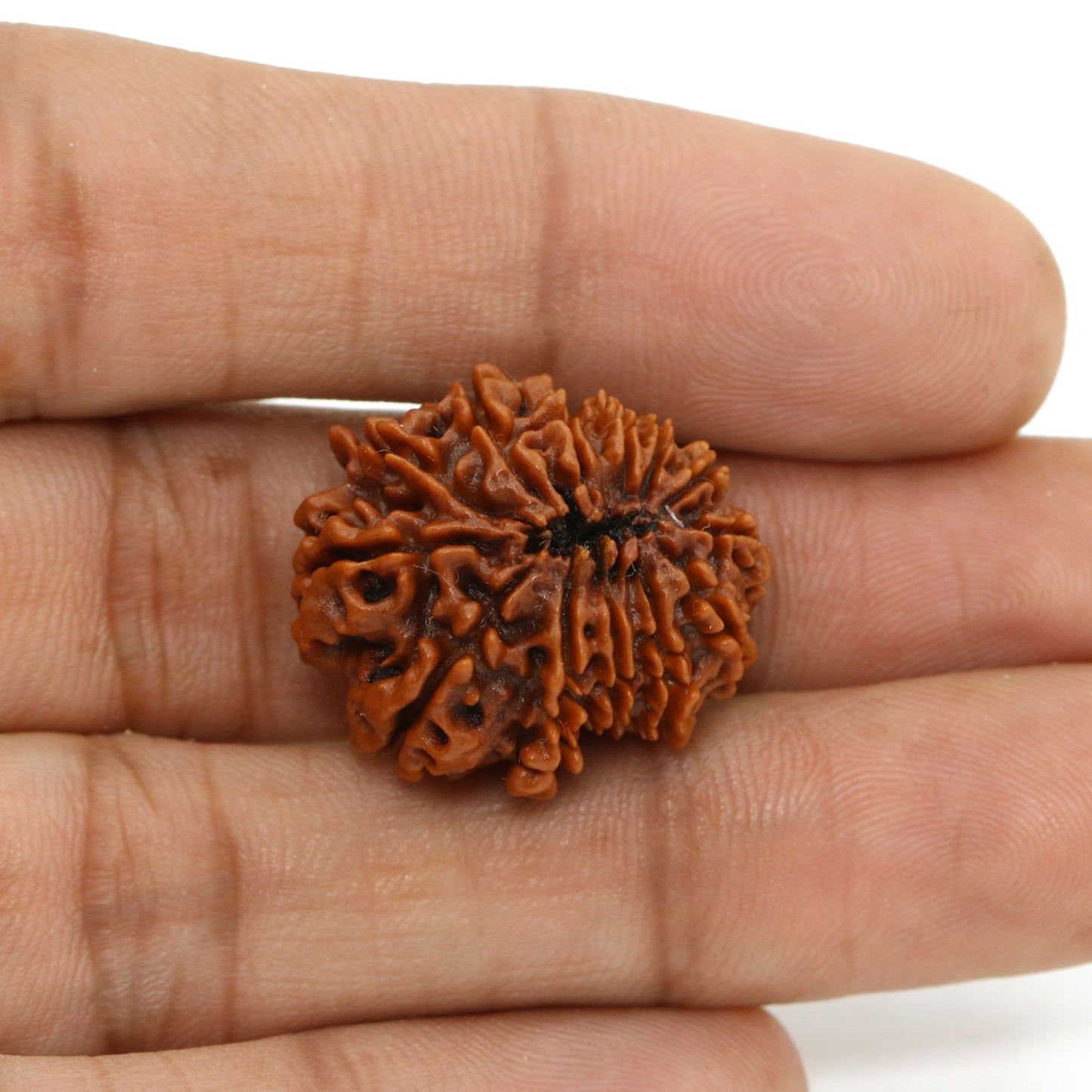 13 Mukhi Rudraksha (Nepal) 24.29 MM