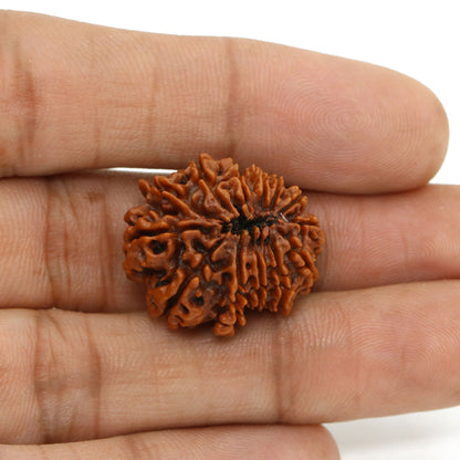 13 Mukhi Rudraksha (Nepal) 24.29 MM