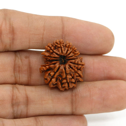 13 Mukhi Rudraksha (Nepal) 24.29 MM