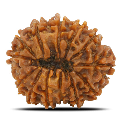13 Mukhi Rudraksha (Nepal) 23.15 MM