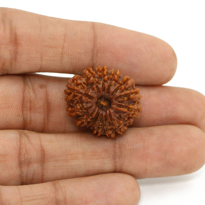 13 Mukhi Rudraksha (Nepal) 23.15 MM