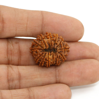 13 Mukhi Rudraksha (Nepal) 23.15 MM