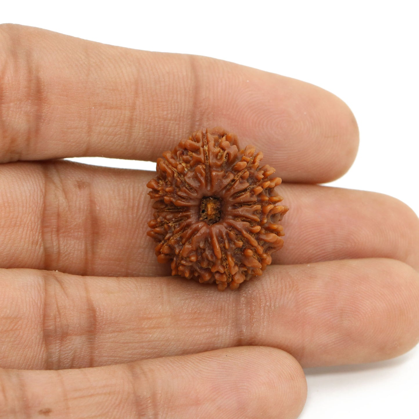 13 Mukhi Rudraksha (Nepal) 23.15 MM