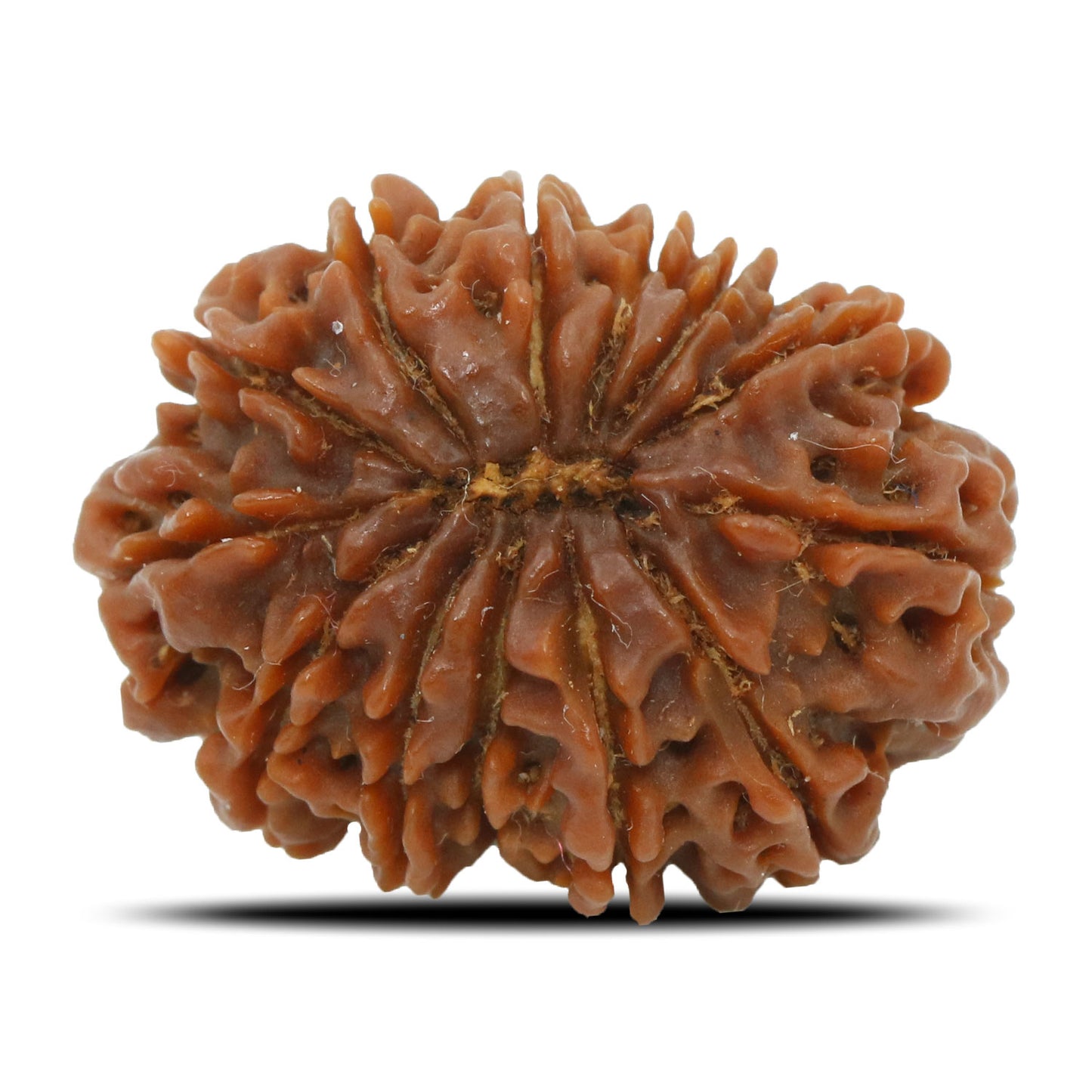 13 Mukhi Rudraksha (Nepal) 24.53 MM