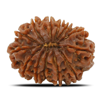 13 Mukhi Rudraksha (Nepal) 24.53 MM