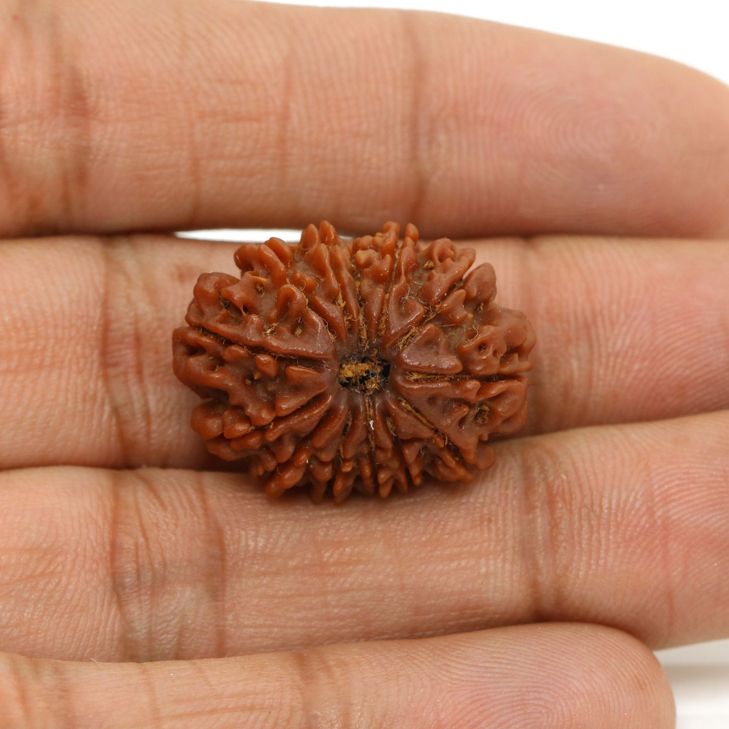 13 Mukhi Rudraksha (Nepal) 24.53 MM