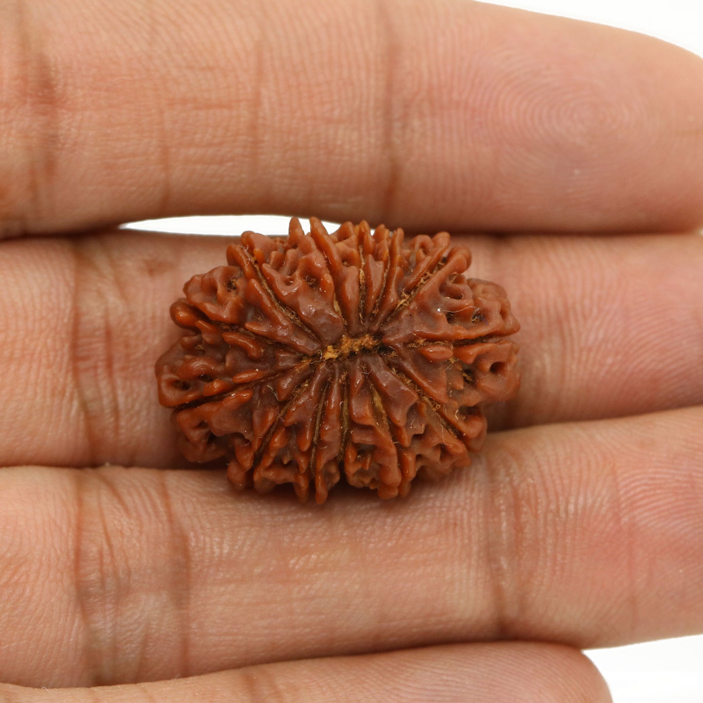 13 Mukhi Rudraksha (Nepal) 24.53 MM