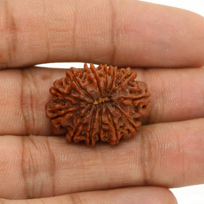13 Mukhi Rudraksha (Nepal) 24.53 MM