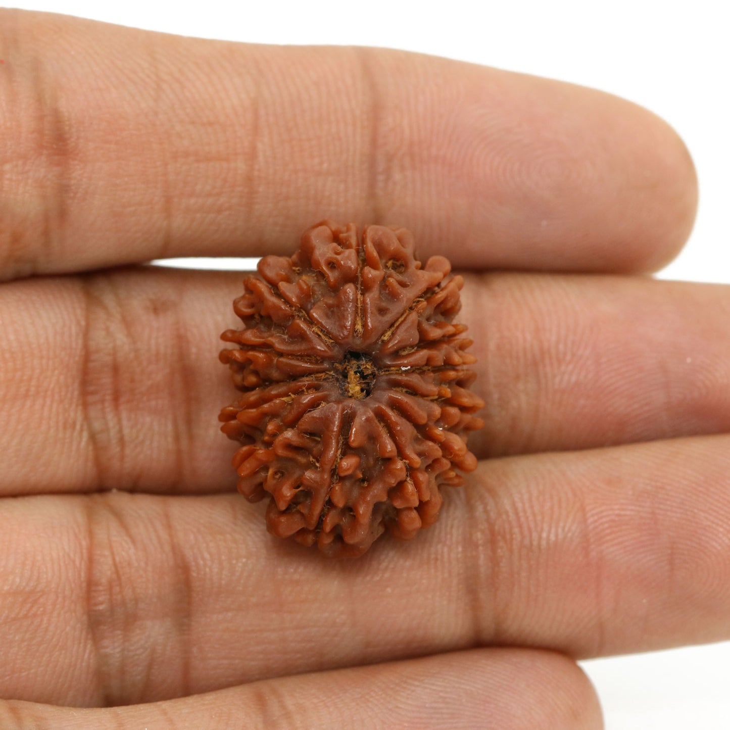 13 Mukhi Rudraksha (Nepal) 24.53 MM