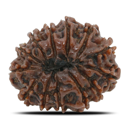 13 Mukhi Rudraksha (Nepal) 26.7 MM