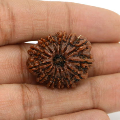 13 Mukhi Rudraksha (Nepal) 26.7 MM