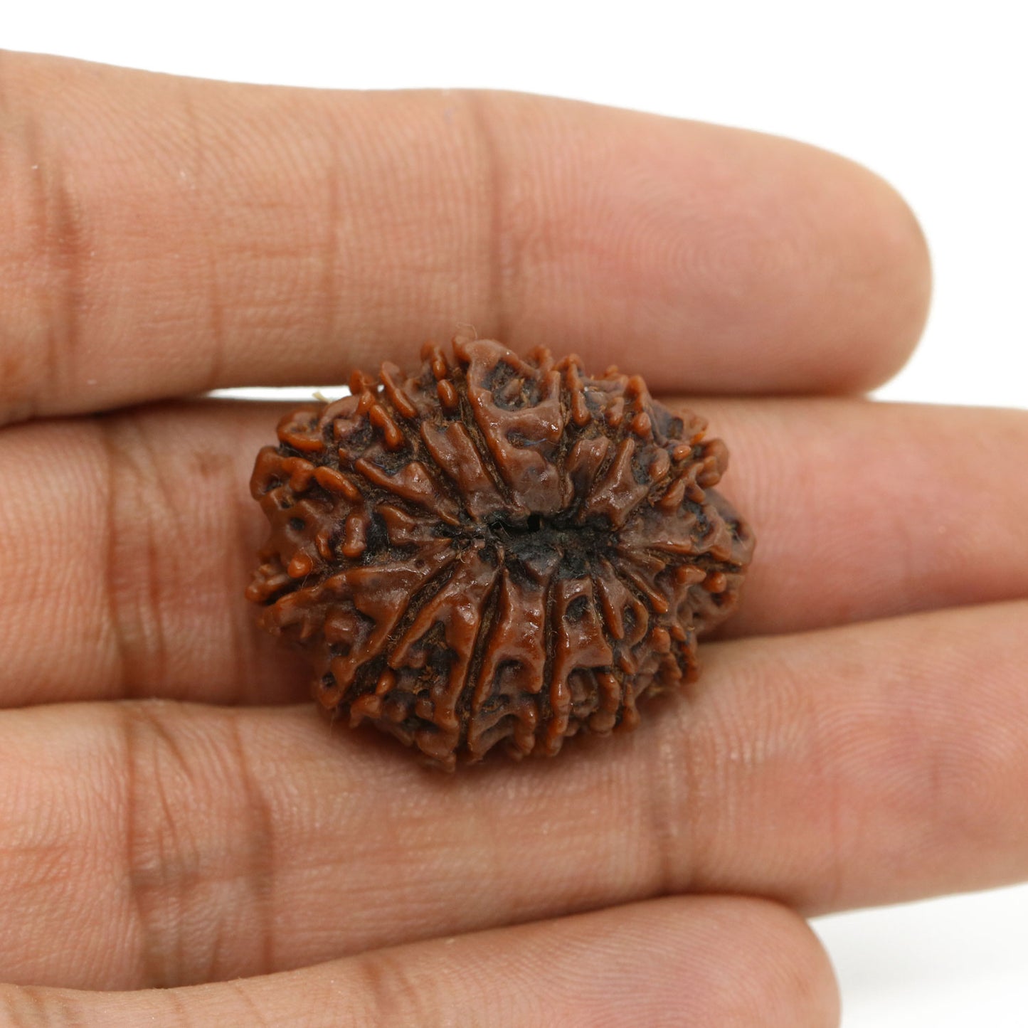 13 Mukhi Rudraksha (Nepal) 26.7 MM