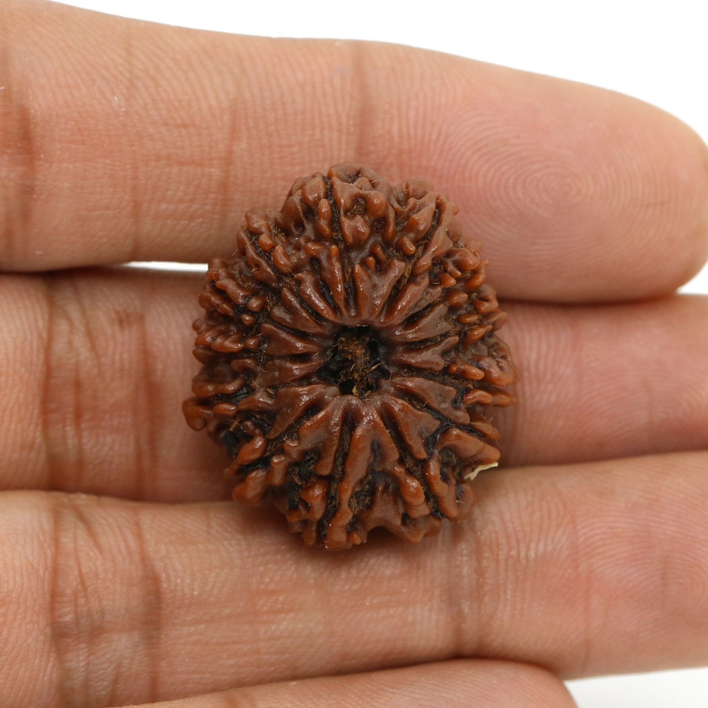 13 Mukhi Rudraksha (Nepal) 26.7 MM