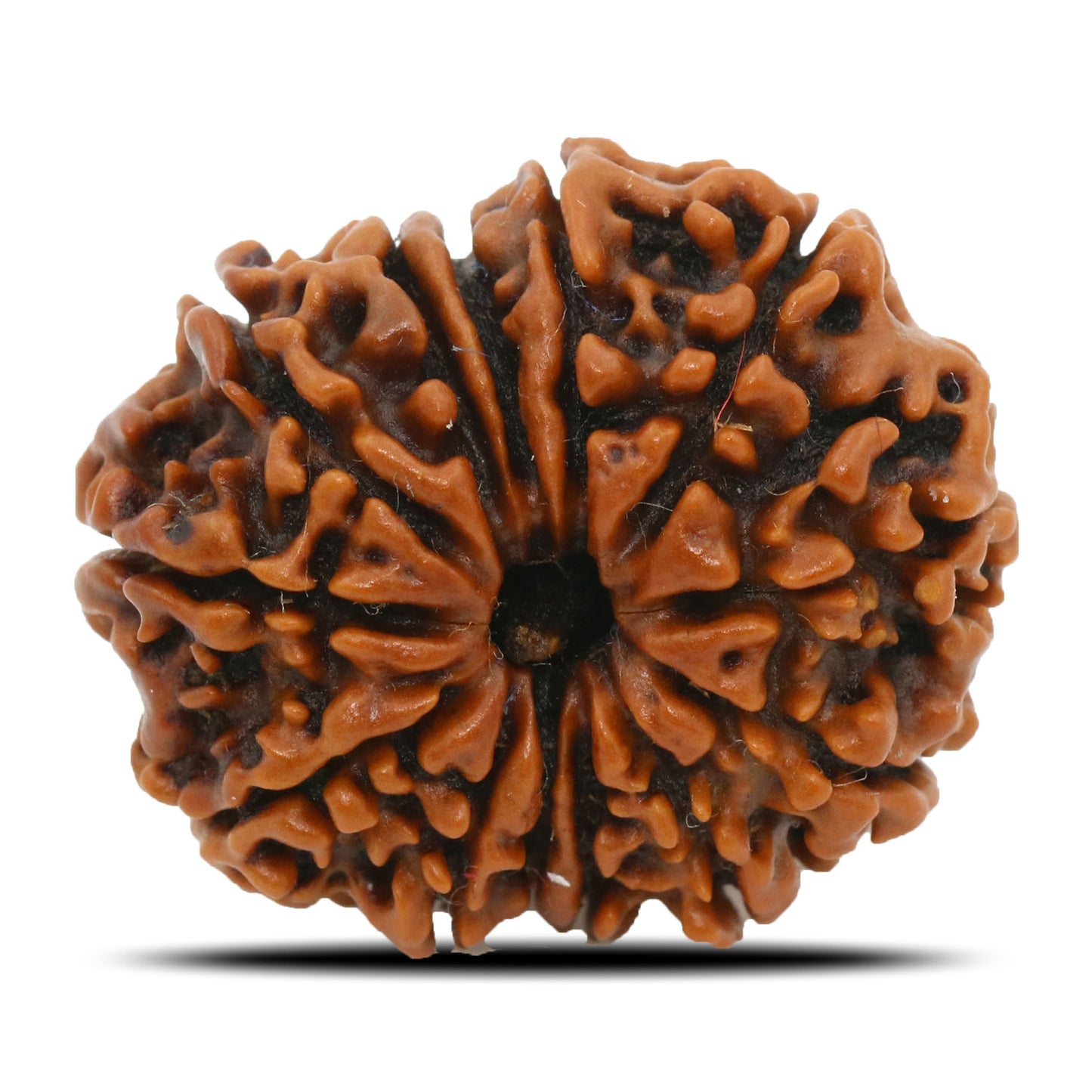 13 Mukhi Rudraksha (Nepal) 24.44 MM