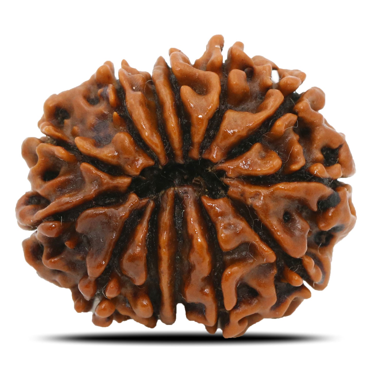 13 Mukhi Rudraksha (Nepal) 24.44 MM