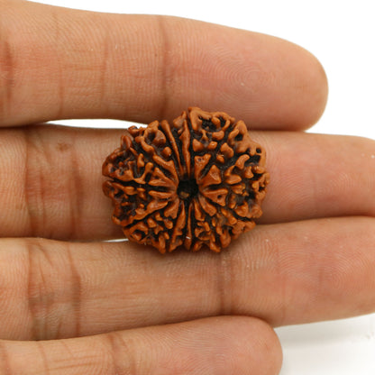 13 Mukhi Rudraksha (Nepal) 24.44 MM