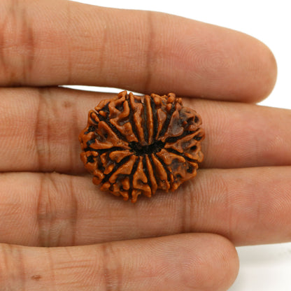 13 Mukhi Rudraksha (Nepal) 24.44 MM
