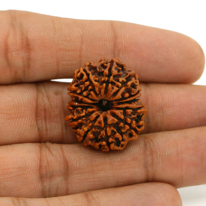 13 Mukhi Rudraksha (Nepal) 24.44 MM