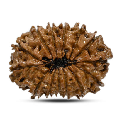 14 Mukhi Rudraksha 26.01 M.M.