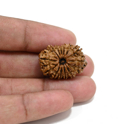 14 Mukhi Rudraksha 26.01 M.M.