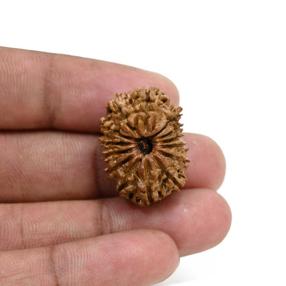 14 Mukhi Rudraksha 26.01 M.M.