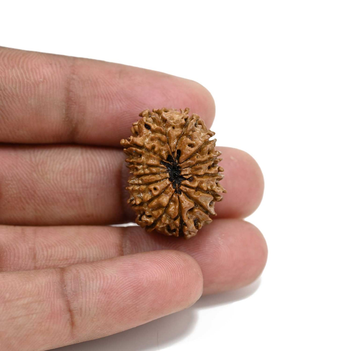 14 Mukhi Rudraksha 26.01 M.M.