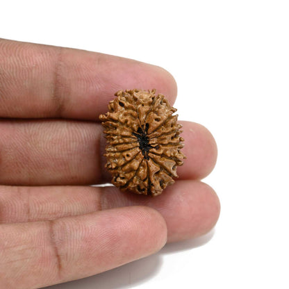 14 Mukhi Rudraksha 26.01 M.M.
