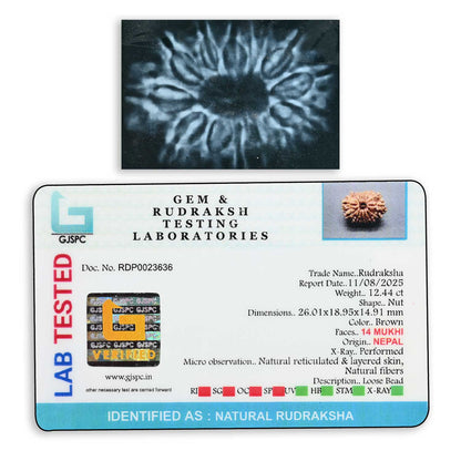 14 Mukhi Rudraksha 26.01 M.M.