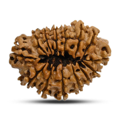 14 Mukhi Rudraksha 27.01 M.M.