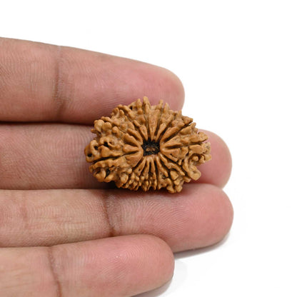 14 Mukhi Rudraksha 27.01 M.M.