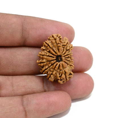 14 Mukhi Rudraksha 27.01 M.M.