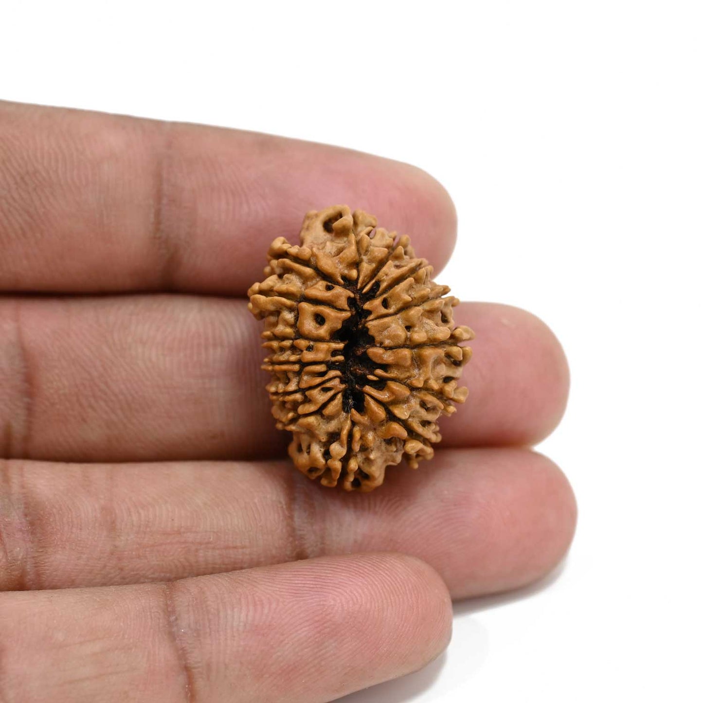14 Mukhi Rudraksha 27.01 M.M.