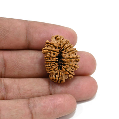 14 Mukhi Rudraksha 27.01 M.M.