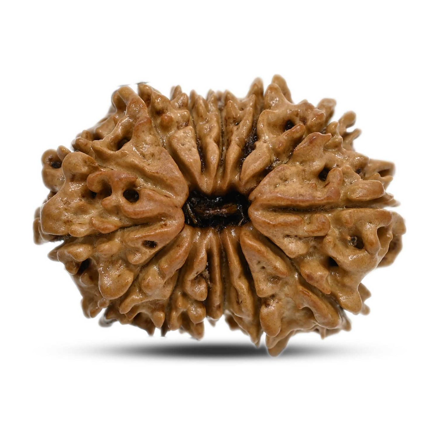 14 Mukhi Rudraksha 25.3 M.M.